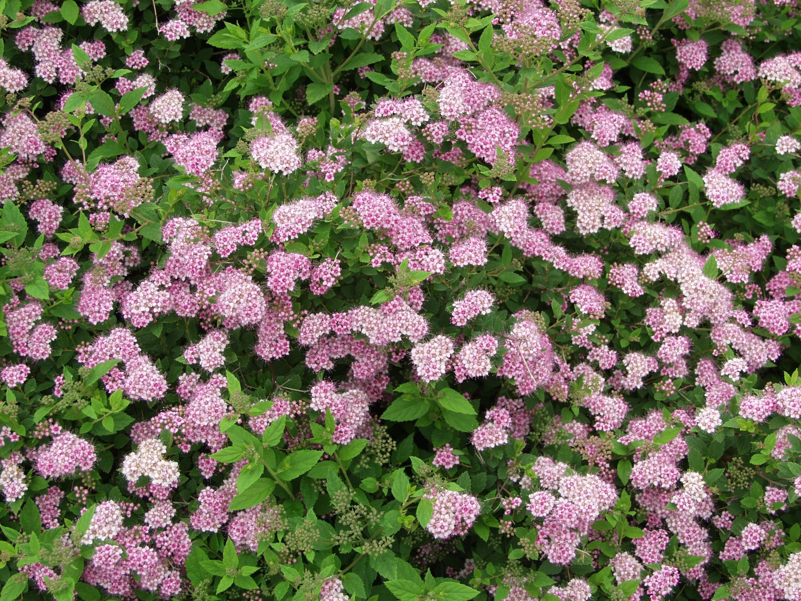 Спирея японская little Princess. Спирея березолистная Pink Sparkler. Спирея (Spiraea japonica «little Princess»)). Спирея березолистная Пинк спаклер. Литл принцесс купить