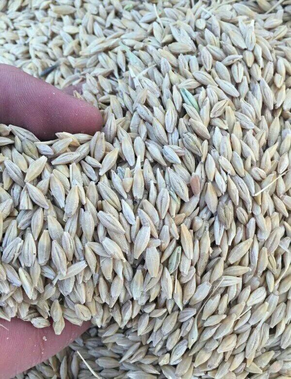 Ячмень мешок. Ячмень в мешках. Ячмень зерно в мешках. Пшеница в мешках. Пшеница, ячмень в мешках.
