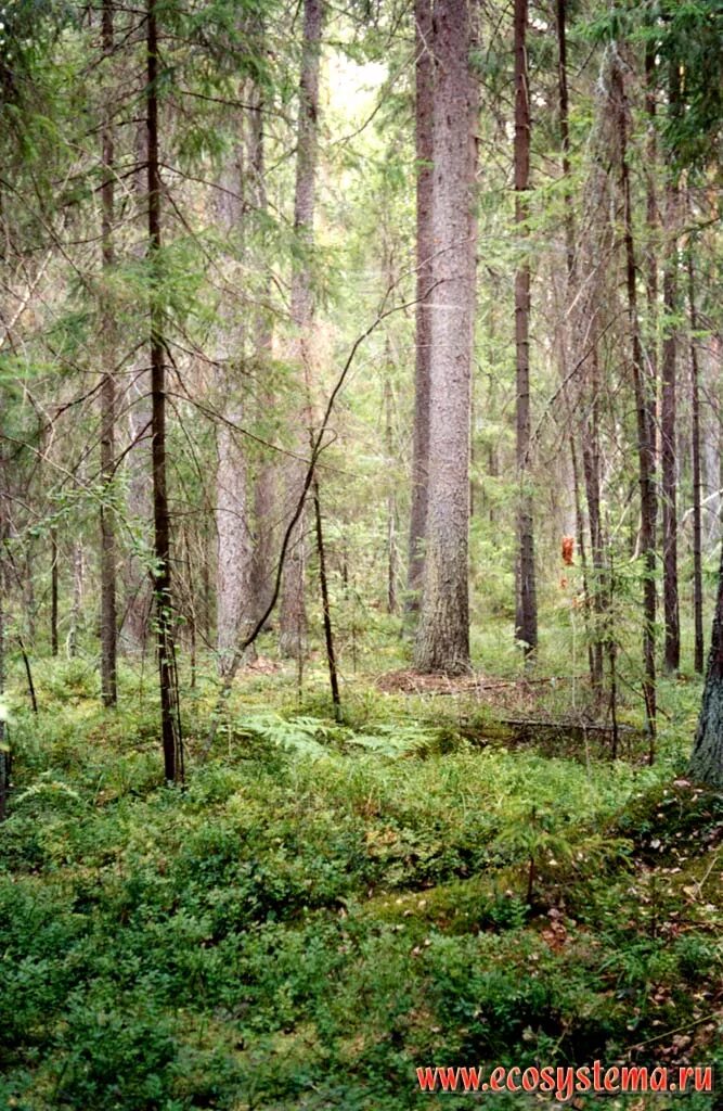 Ельник Керженского заповедника. Ельник сфагновый. Ельники зеленомошные. Сосновые лес Керженского заповедника.