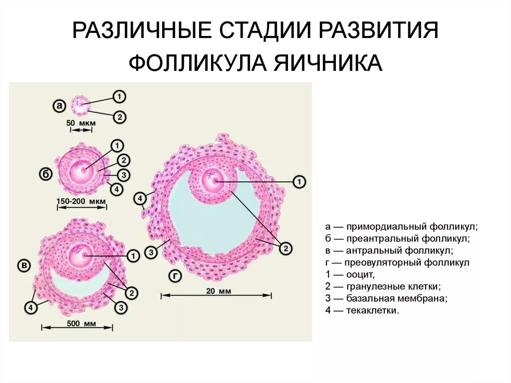 В фолликуле яичника происходит оплодотворение. Фазы развития яйцеклетки. Строение фолликула гистология. Стадии развития фолликула в яичнике. Стадии развития овариального фолликула.