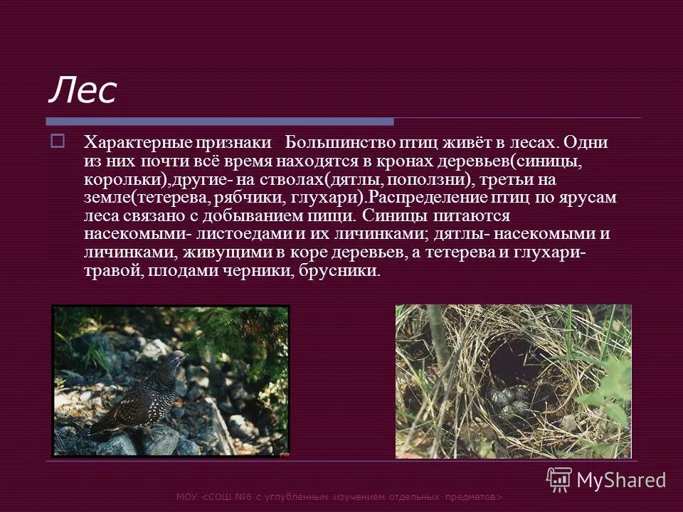 для современных птиц характерно. характеристика класса птицы 7 класс биология кратко. для большинства птиц характерен. для большинства птиц характерен. отряд гусеобразные представители.