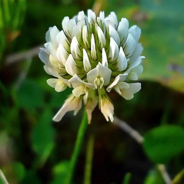 Клевер белый. Клевер ползучий (trifolium repens). белый клевер, trifolium repens. клевер ползучий (trifolium repens l.). клевер ползучий плантариум.