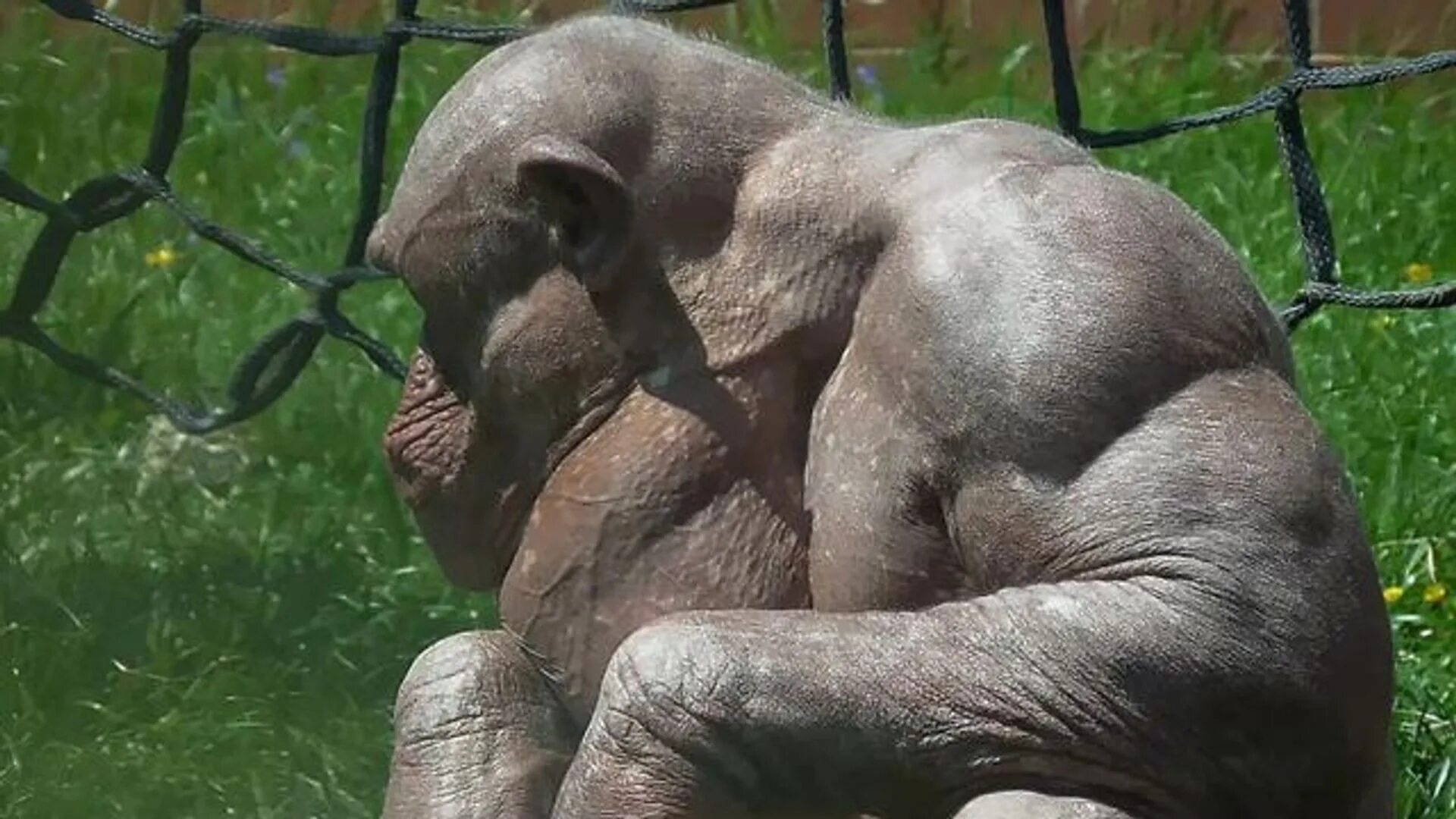 Шимпанзе мускулатура. Лысая горилла. Мускулистый шимпанзе.