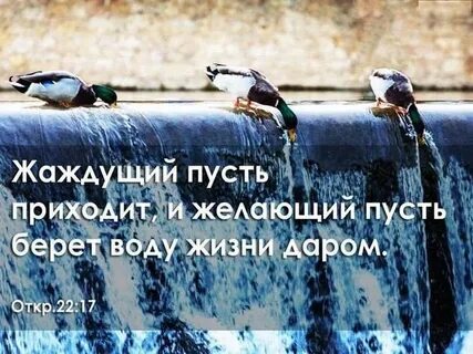 Пусть приходят я дам