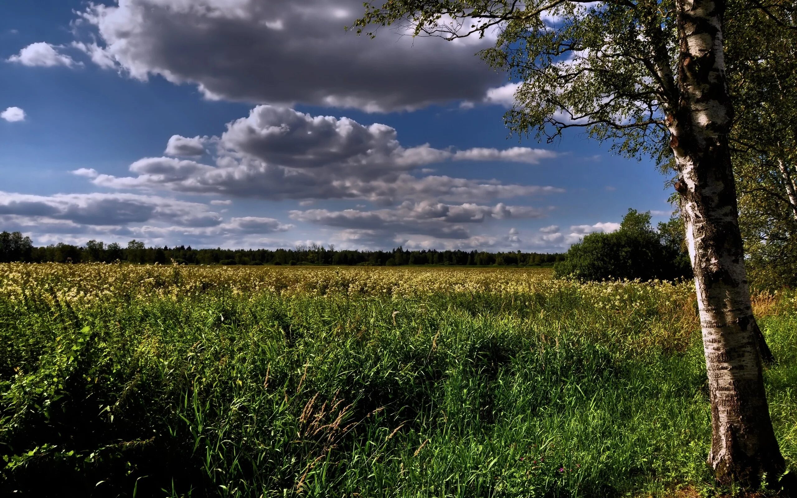 Российские просторы березы. Летний пейзаж сверху. Березы облака. Русская деревня береза. Березы и небо россия.