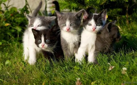 Cat more