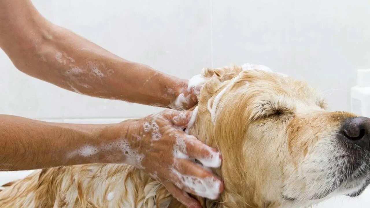 Dog bathing