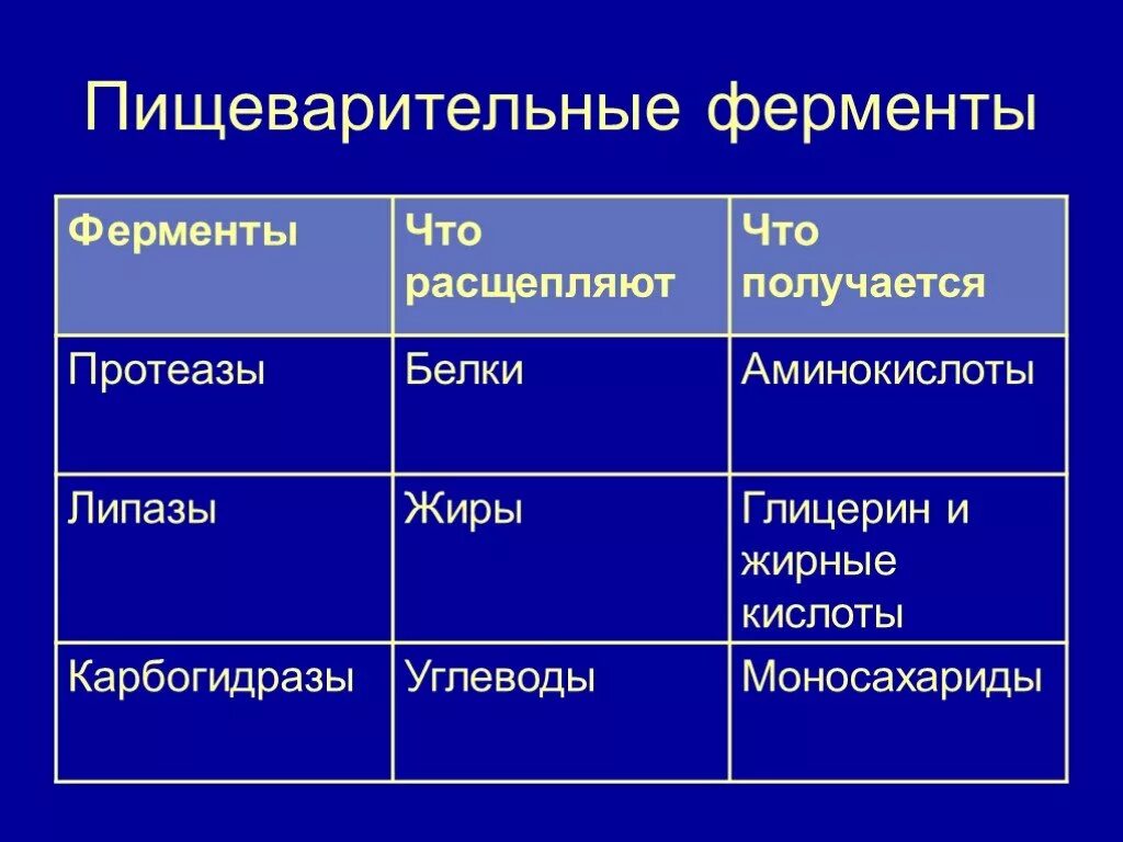 Ферменты функция расщепления