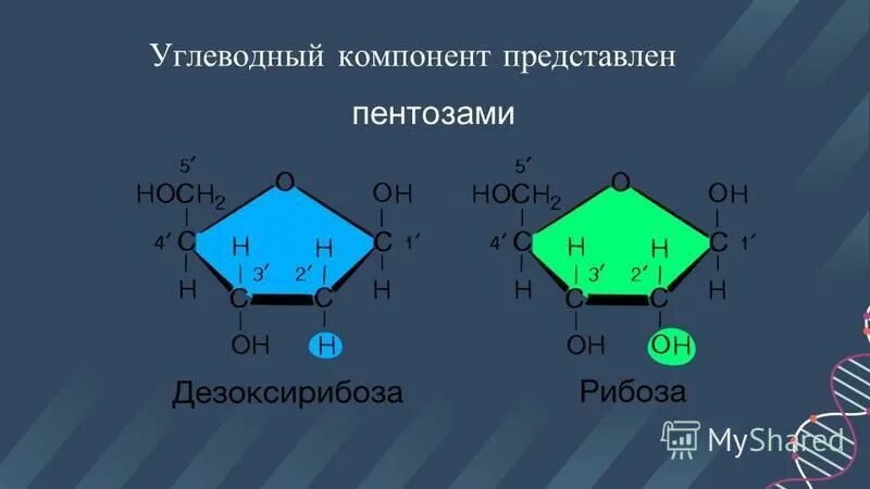 дезоксирибофураноза формула. углеводные компоненты протеогликанов. 2 дезоксирибоза. азотистые основания нумерация. гликопротеины в мембране.