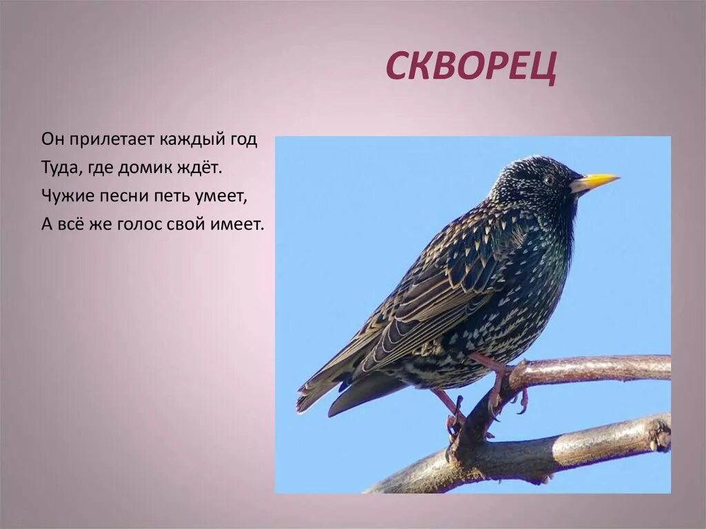 Названия птиц на башкирском языке