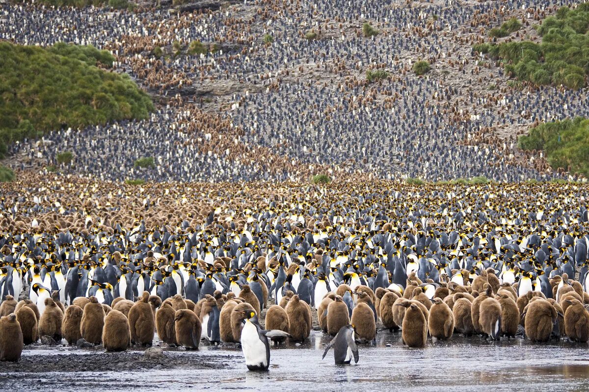 National Geographic. Снимки National Geographic. Лучшие фото. Победители фотоконкурса National Geographic.