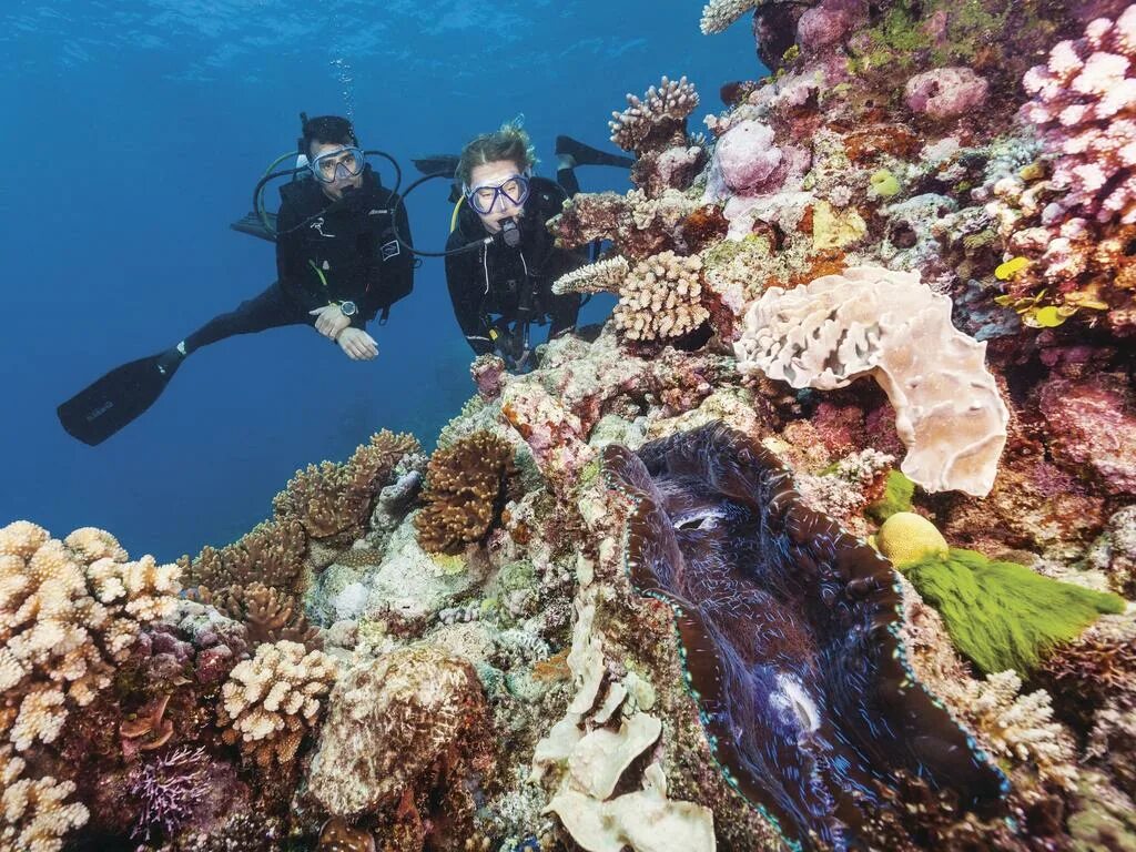 Reef tourism. Большой Барьерный риф туризм. Большой Барьерный риф исследование. Большой Барьерный риф Батискаф Тритон. Океан рифы дайвер.