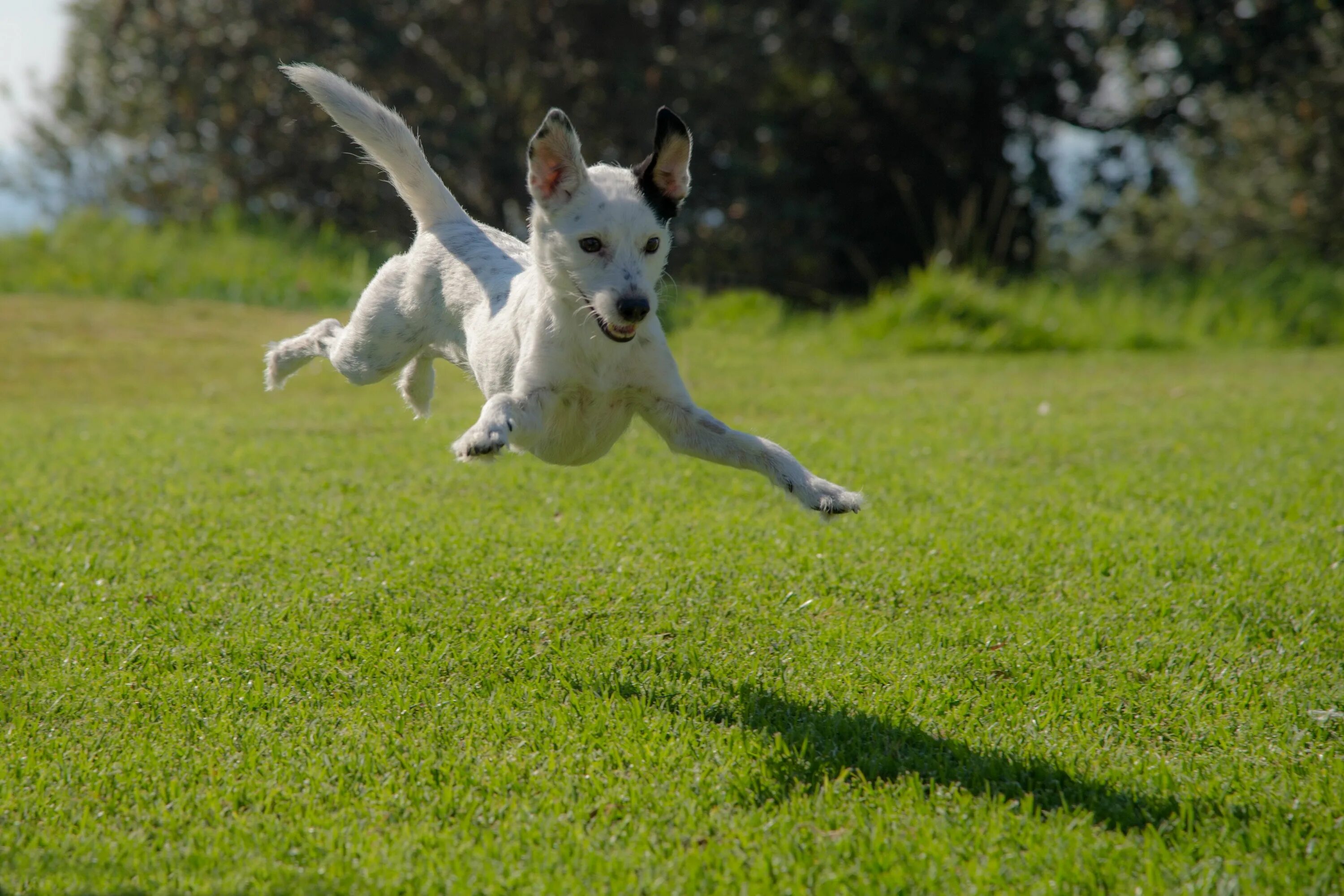 Убежал щенок. Собака бежит. Собака в прыжке. Щенок бежит. Собака убегает.
