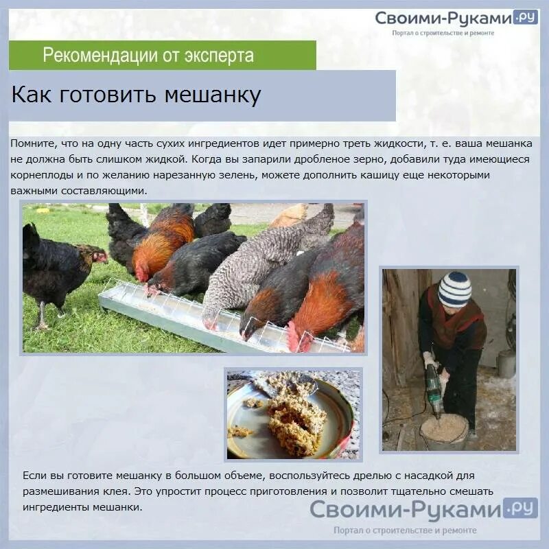 Можно давать картошку курицам