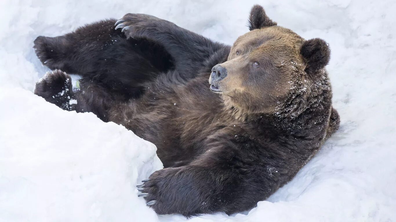 Когда просыпается медведь весной