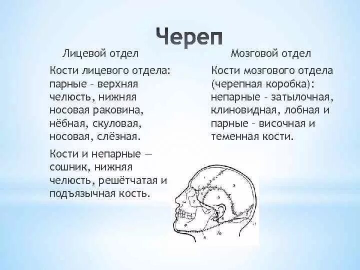 Череп отделы черепа мозговой и лицевой и образующие их кости. Кости лицевого отдела черепа. Кости мозгового отдела и лицевого отдела. Особенности лицевого отдела черепа.