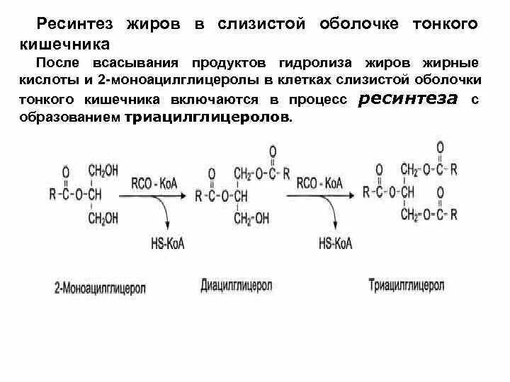 Синтез жиров в кишечнике. Механизм ресинтеза фосфолипидов. Ресинтез жиров в слизистой оболочке тонкого кишечника. Ресинтез фосфолипидов реакции. Ресинтез жира реакции.