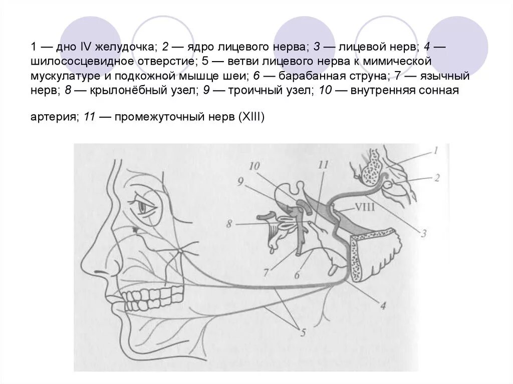 Барабанная струна лицевого нерва. Лицевой нерв (промежуточно-лицевой нерв VII пара). Барабанная струна лицевого нерва анатомия. Шилососцевидное отверстие нерв.