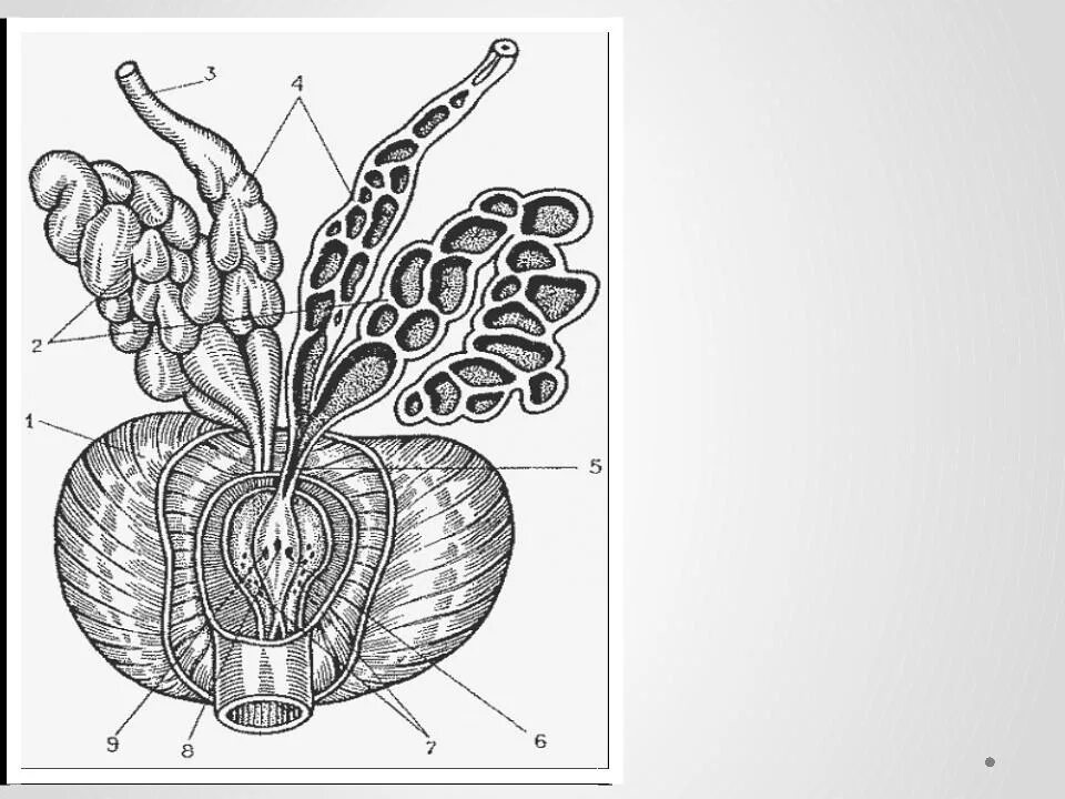 Органы мужской половой системы рисунок. Мужская половая система семенные пузырьки. Семенные пузырьки анатомия строение. Семенные пузырьки и ампулы семявыносящих протоков. Строение предстательной железы.