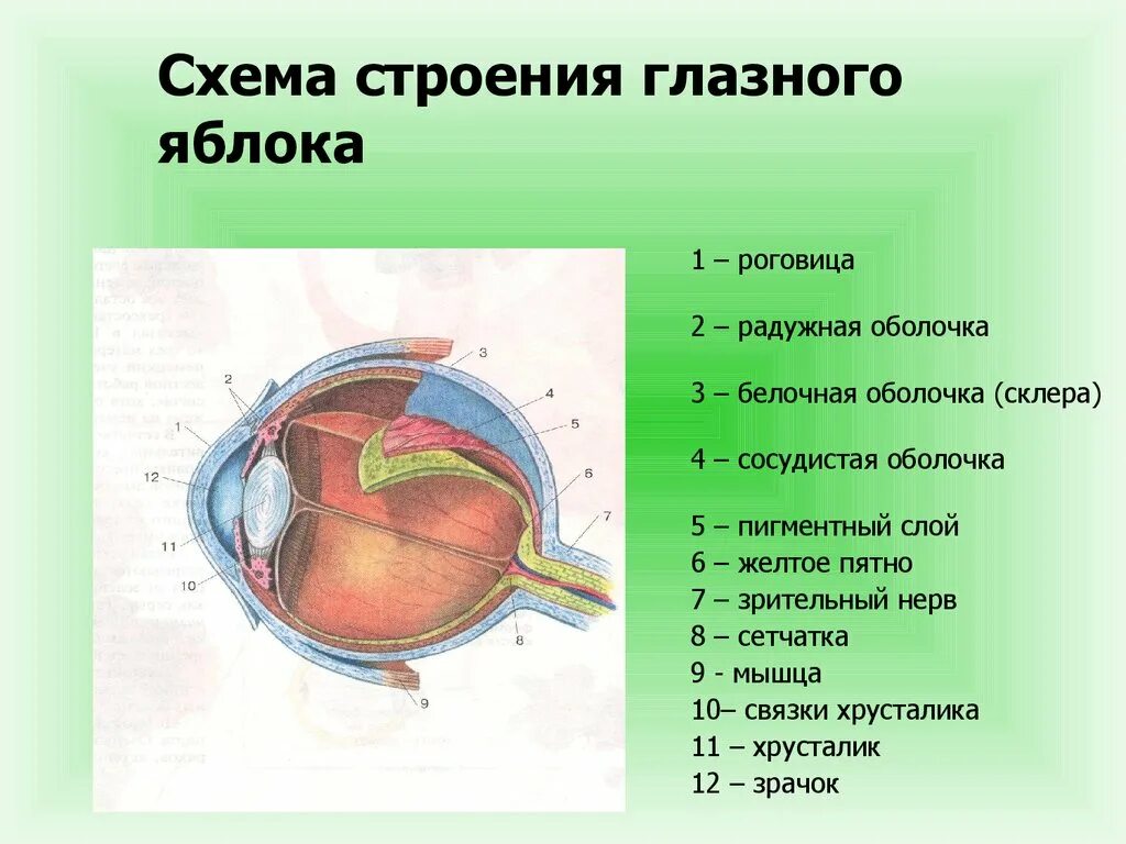 Оболочки глазного яблока белочная сосудистая сетчатка. Оболочки глазного яблока белочная сосудистая. оболочки глазного яблока егэ белочная сосудистая. строение белочной оболочки глаза. строение глазного яблока.