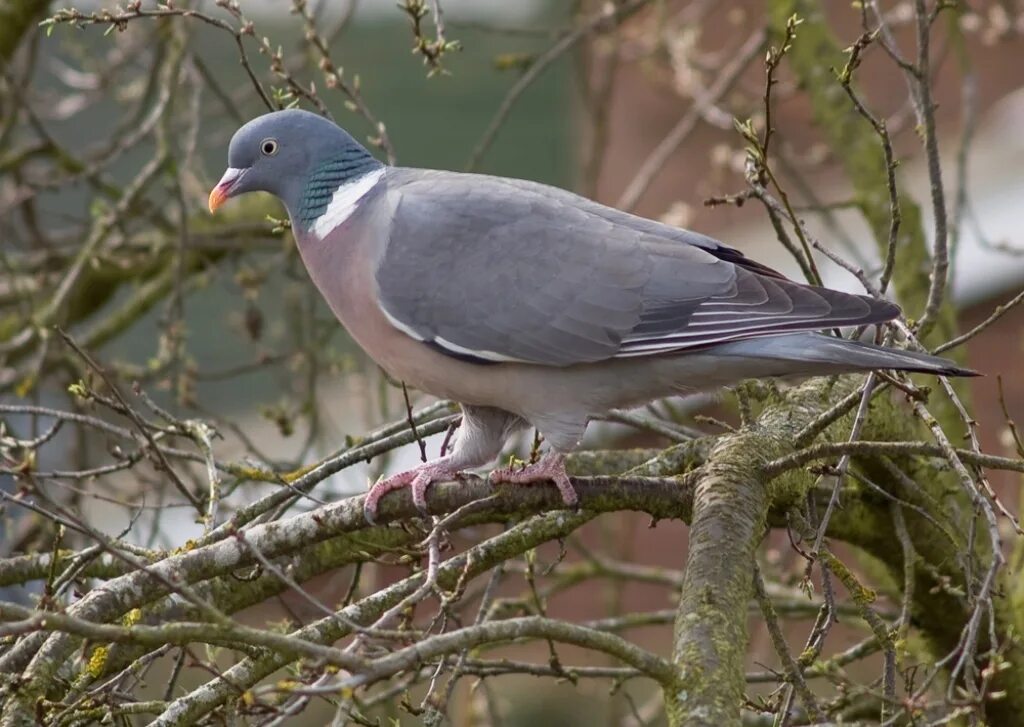 Вяхирь витютень. Горлица вяхирь и витютень. Вяхирь (Columba palumbus). Птица вяхирь и Горлица. Птица родит