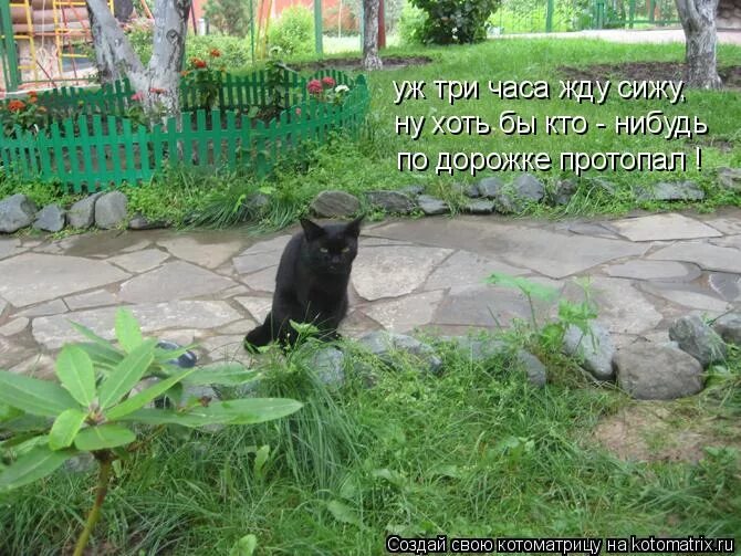 Синий мальчик мем. Мысли материализуются картинки. Хатико ждет. Я так ждала твоего звонка. С чем черт не шутит что значит.