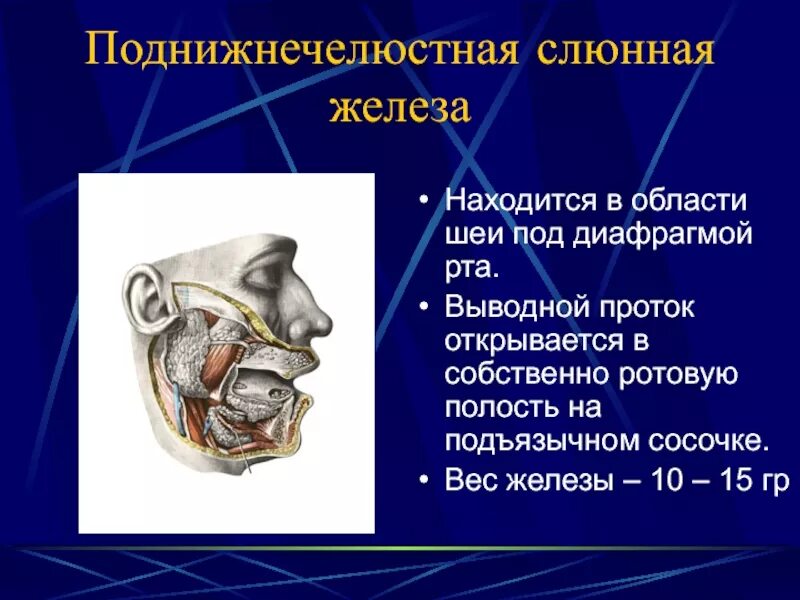 Правая околоушная железа. Поднижнечелюстная слюнная железа выводной проток. Выводной проток околоушной слюнной железы. Вартонов проток поднижнечелюстной слюнной железы. Доли околоушной железы.