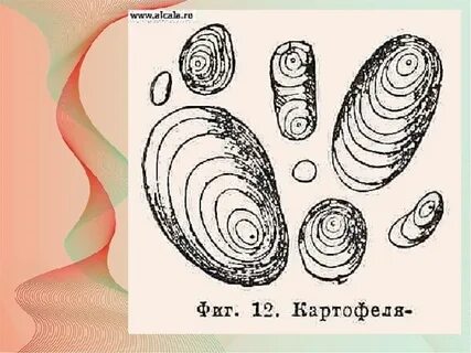 Крахмальное на карте