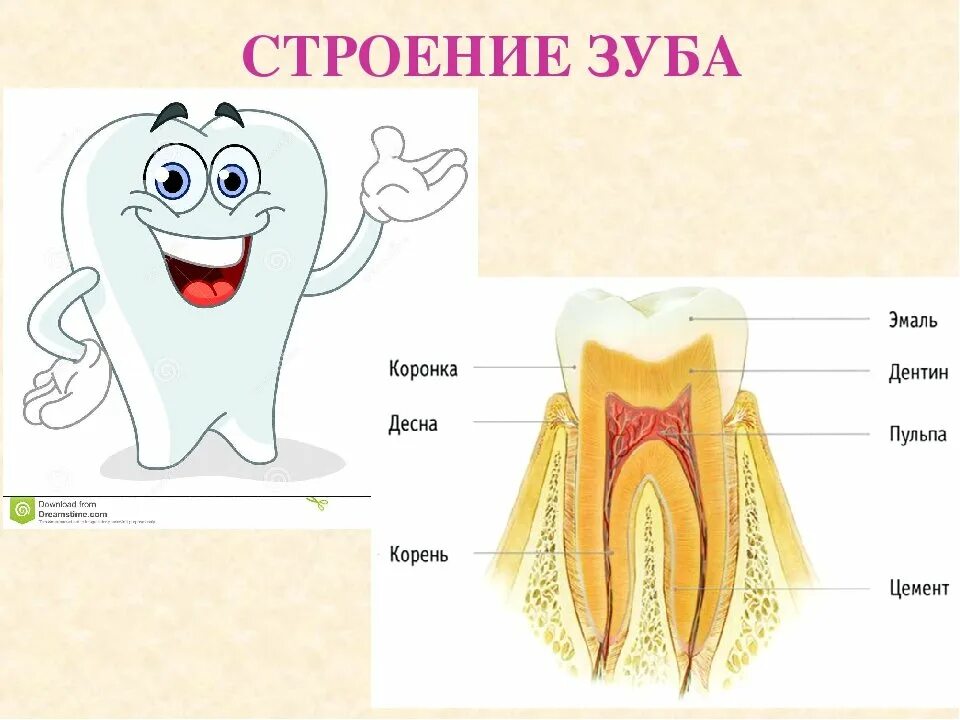 Картинка зубы человека