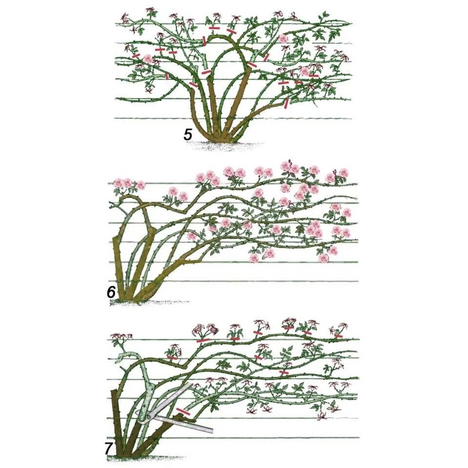 Корень плетистой розы. Формировка куста сирени. Обрезка клаймберов осенью плетистых роз. Формировка плетистых роз. Формировка куста плетистой розы.