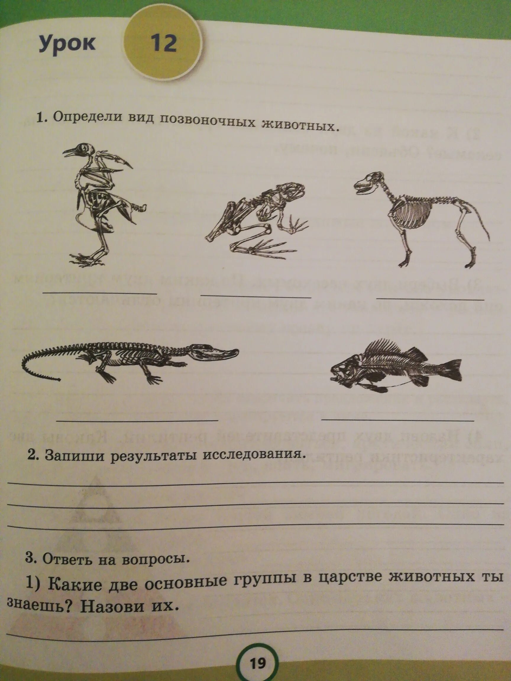 Контрольная по биологии 7 класс позвоночные животные. Позвоночные животные. Задание на тему позвоночные животные. Определи вид животного. Позвоночные животные. Основные группы позвоночных животных.