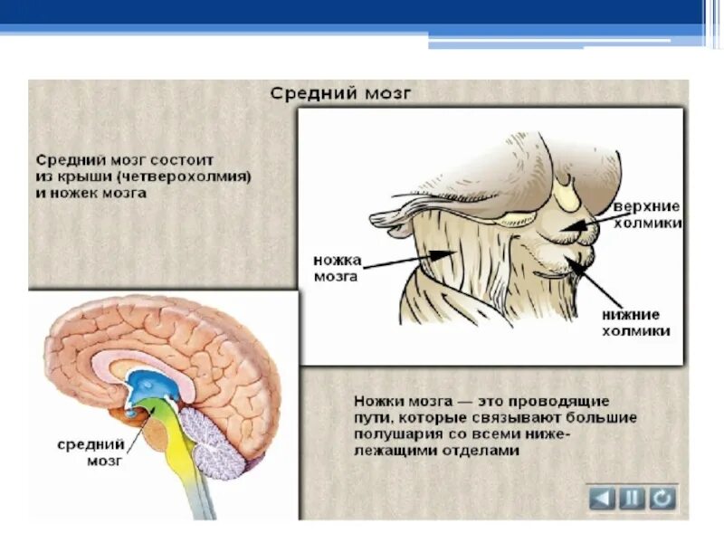 Строение и функции среднего мозга мозга. Средний мозг структура и функции. Расположение, строение и функции среднего мозга.. Функции структур среднего мозга. Функции среднего мозга таблица