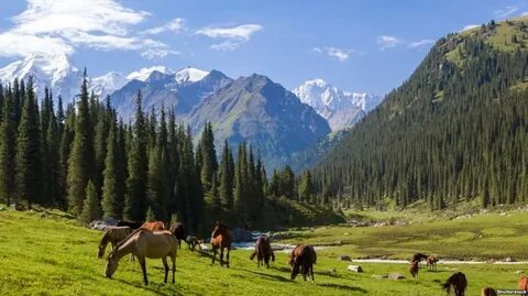 Ресейлік көлікті алып кету порно