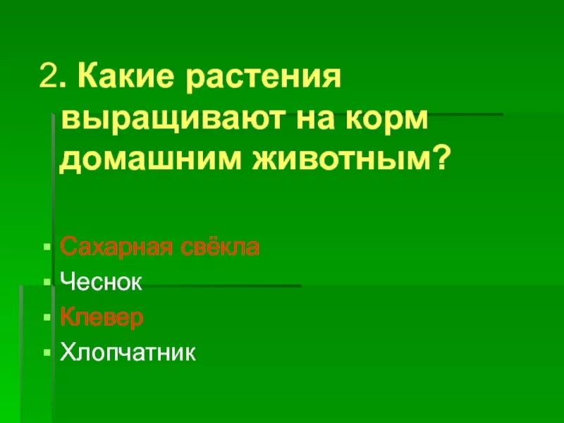 Какое растение выращивают на корм животным