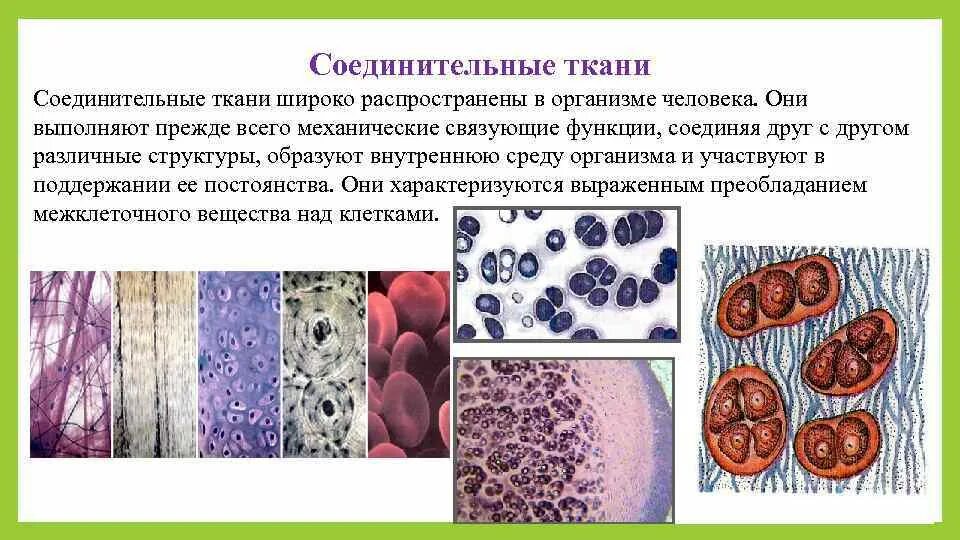 Соединительная ткань животных и человека. Соединительная ткань человека виды и функции. Клетки соединительной ткани человека. Кроветворная соединительная ткань.