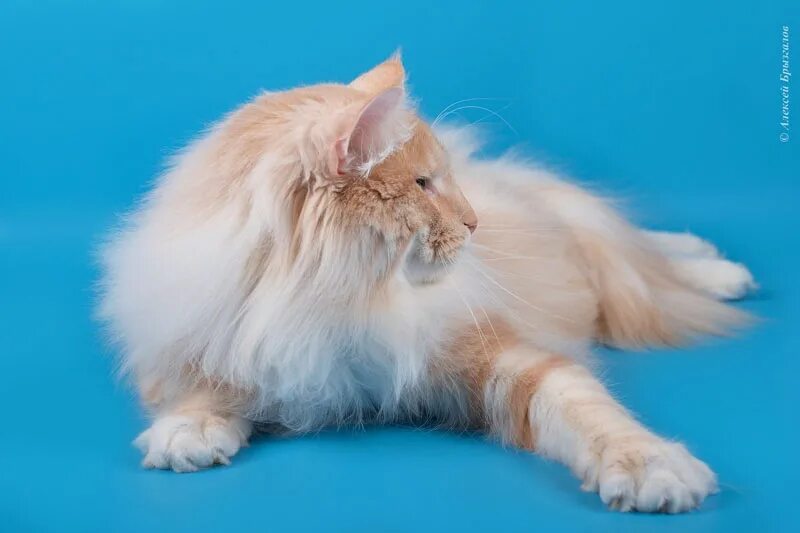 Норвежская лесная питомник. Норвежская лесная кошка питомник спб. Норвежская лесная кошка рыжая. Лесная норвежская кошка котенок питомник. Норвежский лесной кот.