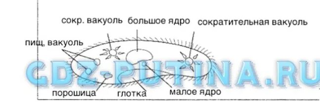 Лабораторная работа изучение искусственных сообществ