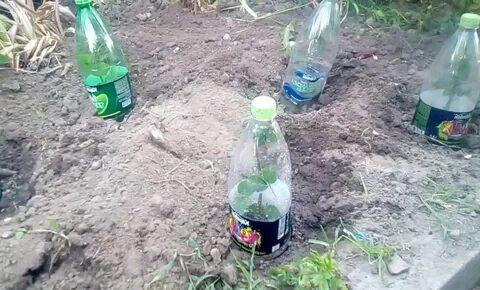 Черенкование роз в теплице осенью под зиму