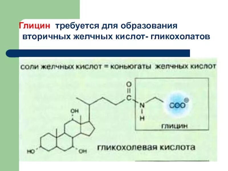 Вторичные желчные кислоты. Конъюгация желчных кислот. Конъюгированные желчные кислоты. Желчные кислоты глициновые.