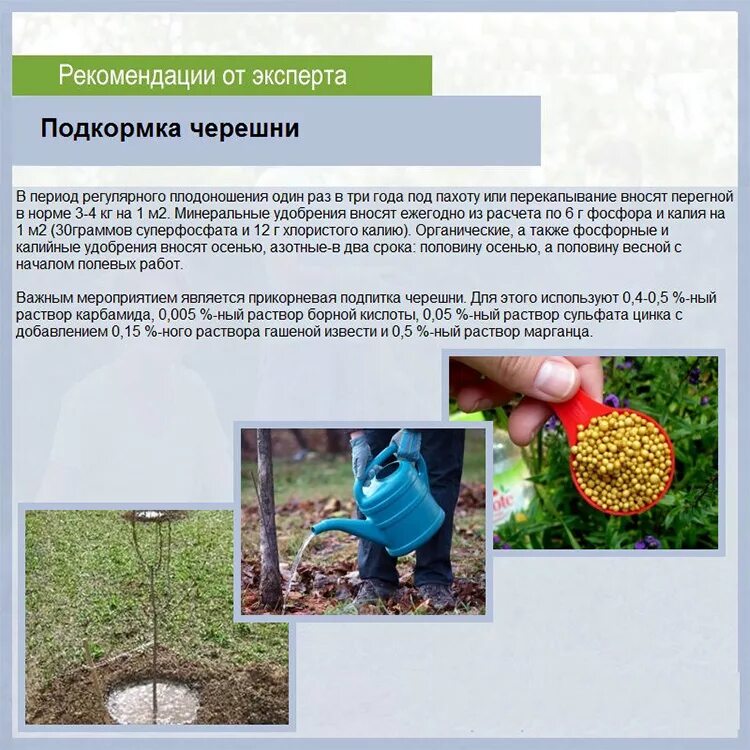 Подкормка яблонь весной для большого урожая. Удобрение для черешни. удобрения для посадки деревьев. схема подкормки вишни. удобрение для плодовых деревьев весной.