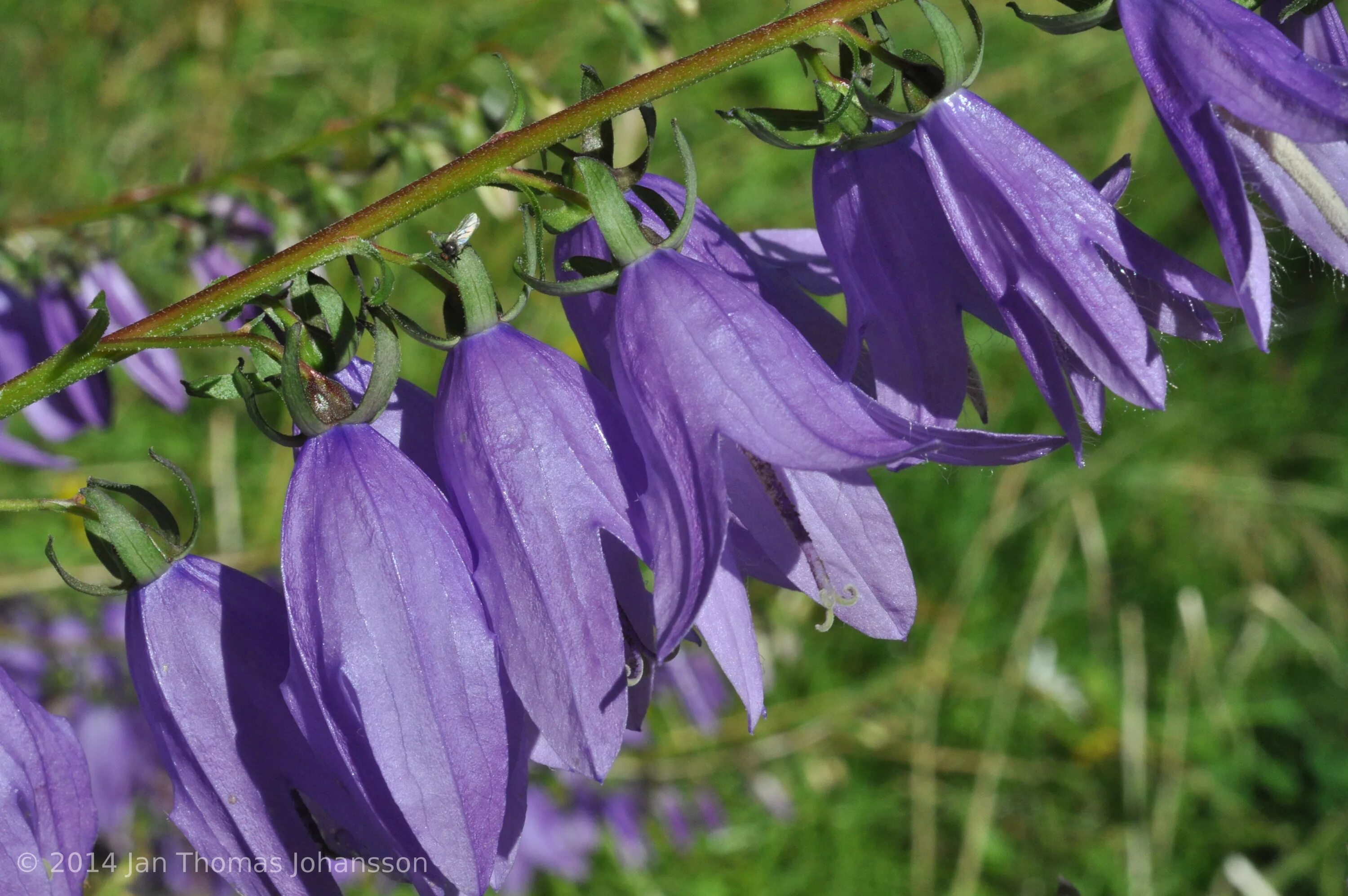 Колокольчик холодолюбивый Campanula. Campanula rapunculoides. Колокольчик рапунцелевидный(Campanula rapunculoides l.). Колокольчик Абхазия. Колокольчик фонтейн