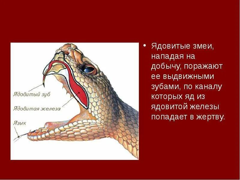 Какой признак внешнего строения змеи. Пресмыкающиеся внешнее строение. Внутреннее строение крокодила биология 7 класс. Внутренниестроение пресмыкающихся. Строение чешуи пресмыкающихся.