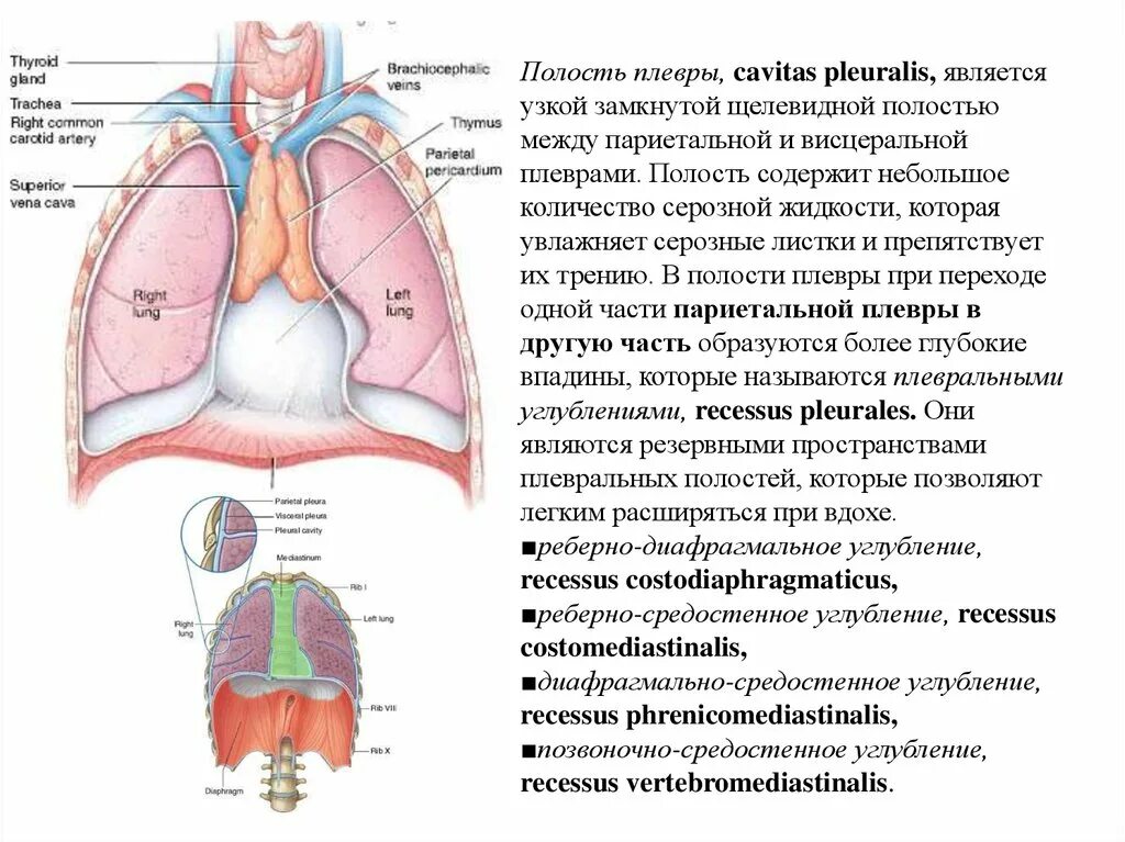 Замкнутая дыхательная система. Париетальная плевра строение. Медиастинальная плевра анатомия. Плевральная полость содержит жидкость объемом. Cavitas pleuralis.