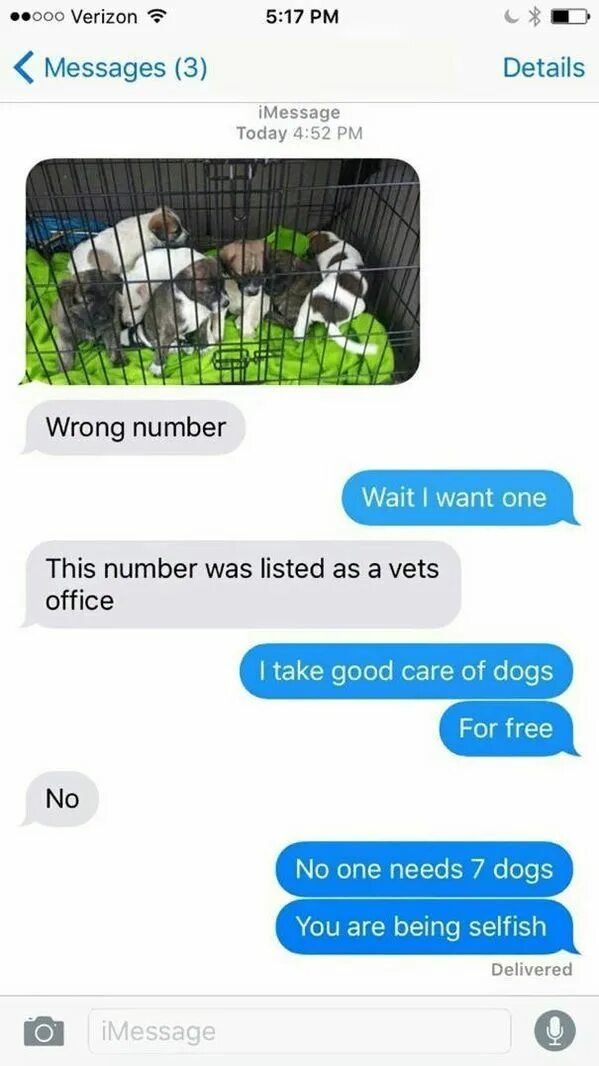 Delivered сообщение. Wrong number. Смешная переписка собаки и кошки. Wrong message