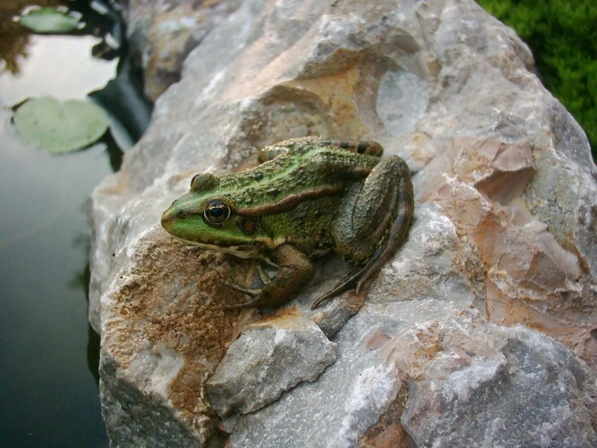 Озерная лягушка. Малоазиатская лягушка. Жаба зелёная – Bufo viridis (Laurenti, 1768). Бесхвостые земноводные. Лягушка прудовая пресмыкающееся