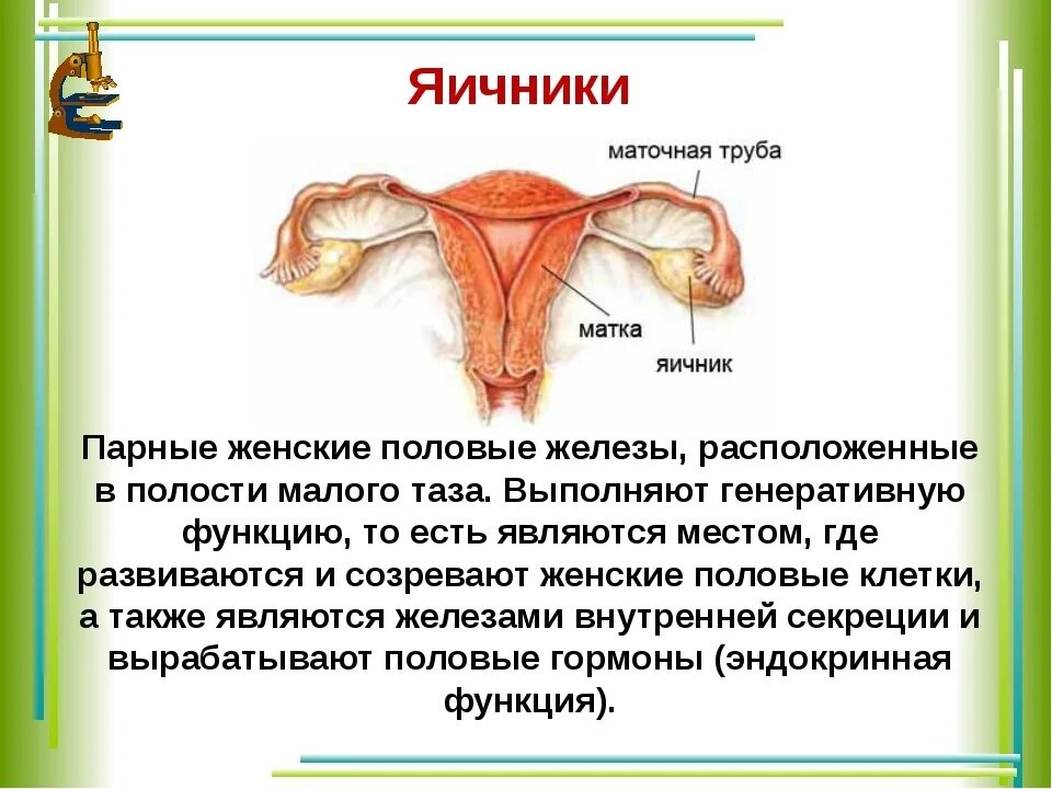 4 женская половая железа. Яичники у женщин расположение строение и функции. Женские яичники расположение строение функции. Строение и расположение матки и труб. Строение и функции яичников у женщин.