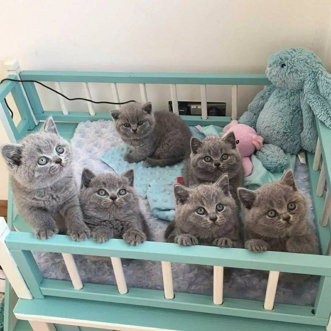 Шесть котят. Шесть котят. 1 3 6 коты. Много котят. Много кошек.