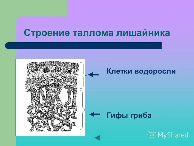 Водоросли и гриб в слоевище лишайника