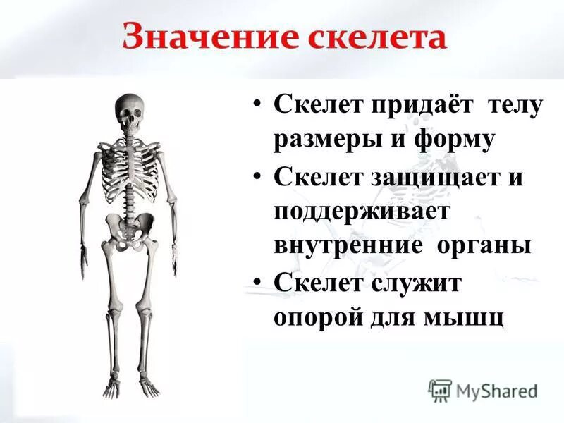 Значение скелета человека. Скелет человека. Презентация на тему скелет человека. Сообщение о скелете человека. Презентация на тему скелет.