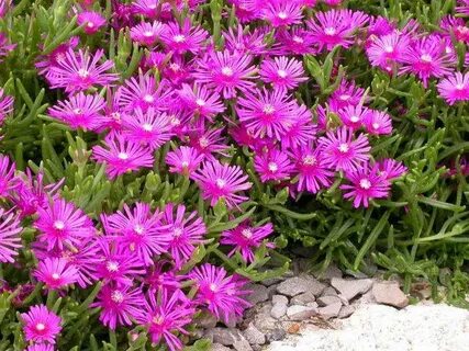 Ice plant